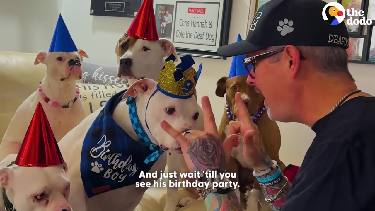 A man wearing a black cap and glasses signs with his hands to a white dog wearing a blue birthday bandana and a gold crown with the number nine, surrounded by other dogs wearing party hats.