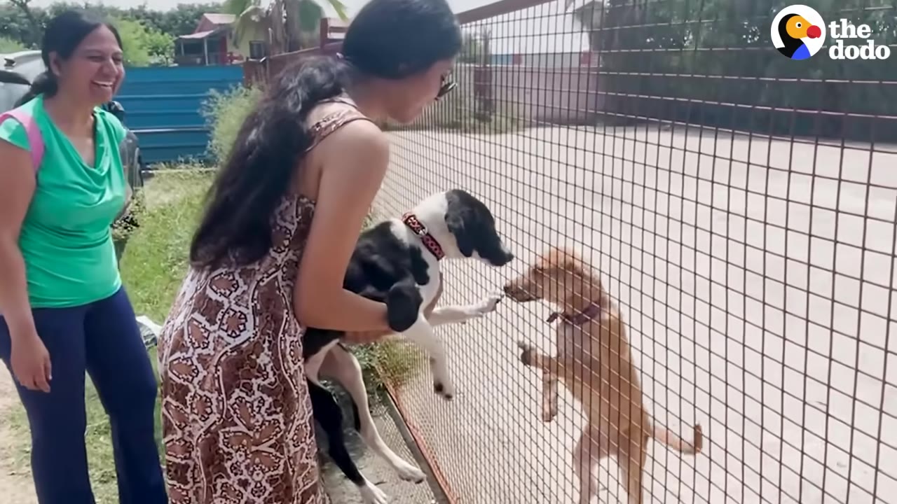 A woman in a patterned dress holds a black and white dog up to a wire fence, where a brown dog stands on its hind legs on the other side, while another woman in a green shirt watches and smiles.