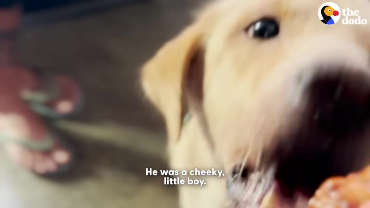 A close-up shot of a light brown dog playfully looking at the camera with an open mouth, with the text 'He was a cheeky, little boy' on the screen.