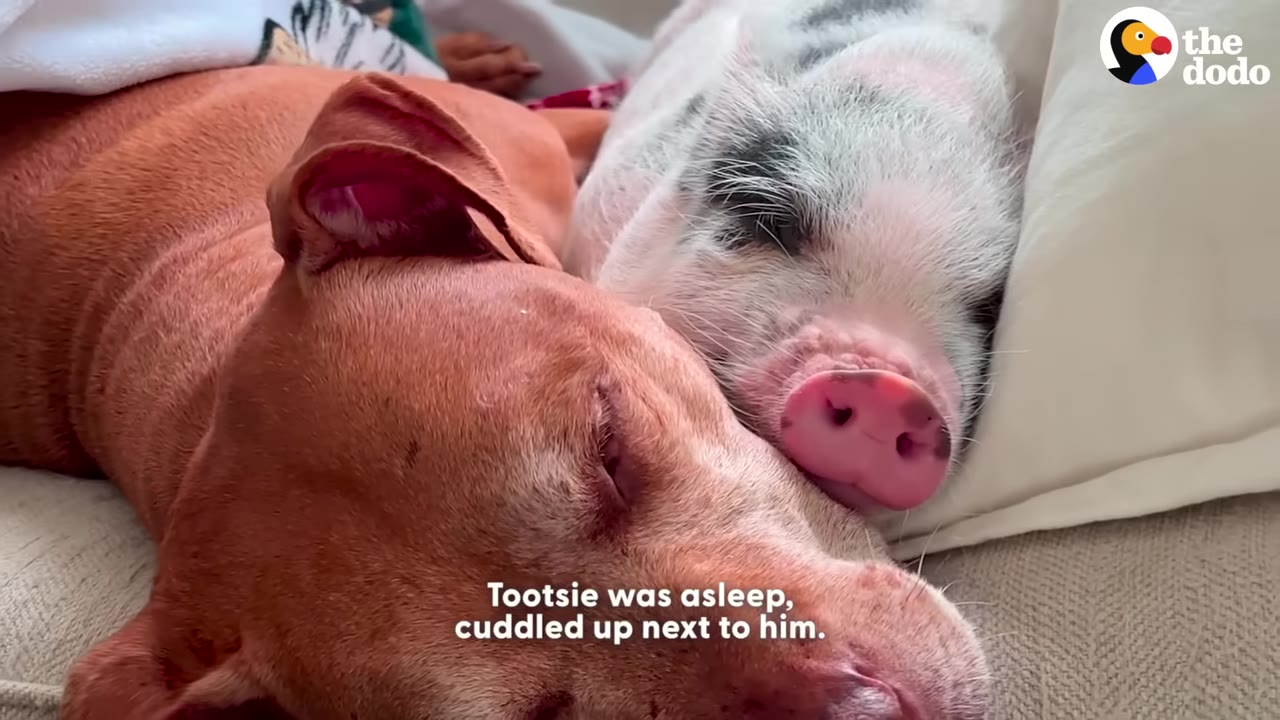 A brown dog and a small spotted pig sleeping side-by-side, cuddled close together on a bed.