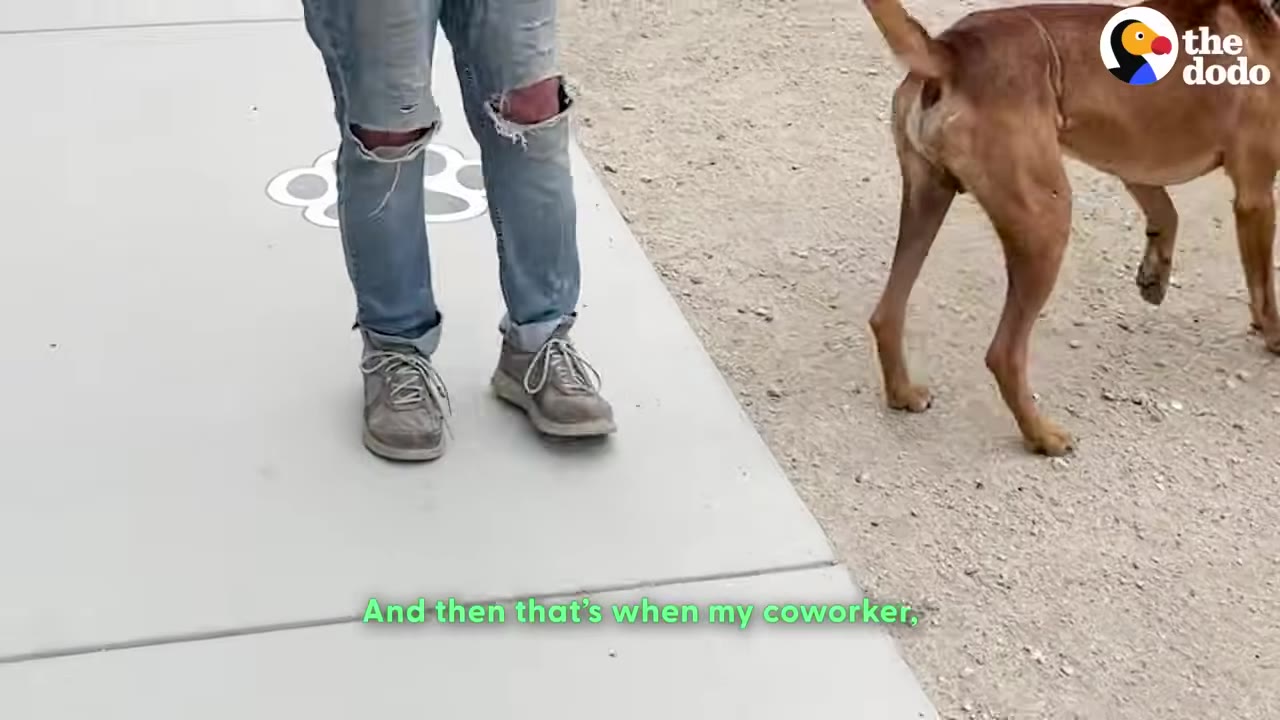 A person in ripped blue jeans and grey sneakers walks a brown dog on a concrete path with painted paw prints.
