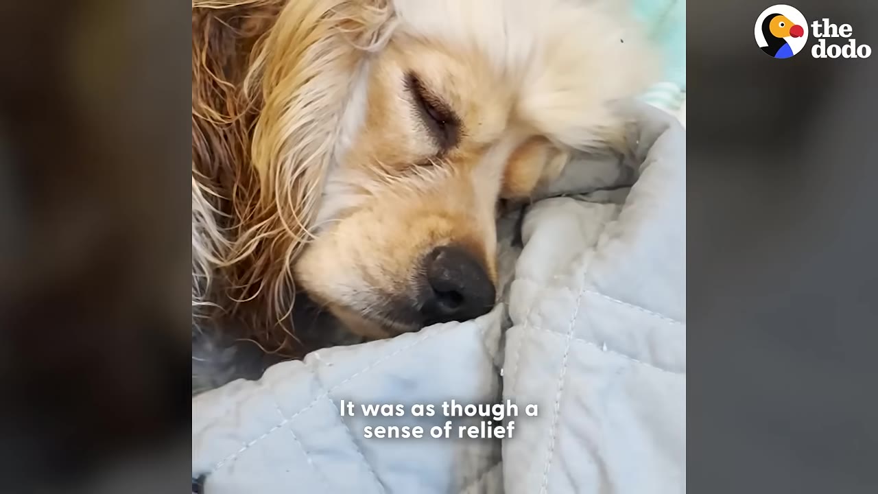A close-up of a light-colored dog sleeping peacefully on a grey blanket.