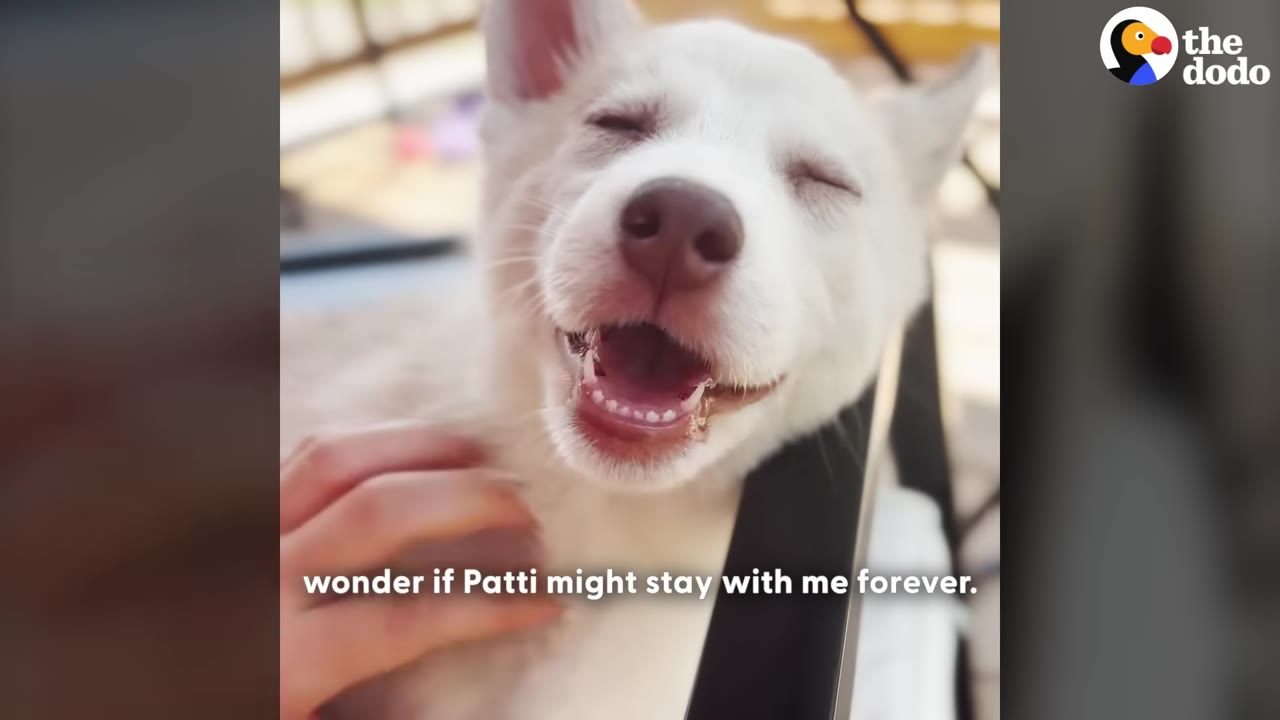 A close-up of a happy white puppy with closed eyes and an open mouth, receiving a gentle neck scratch from a person's hand.