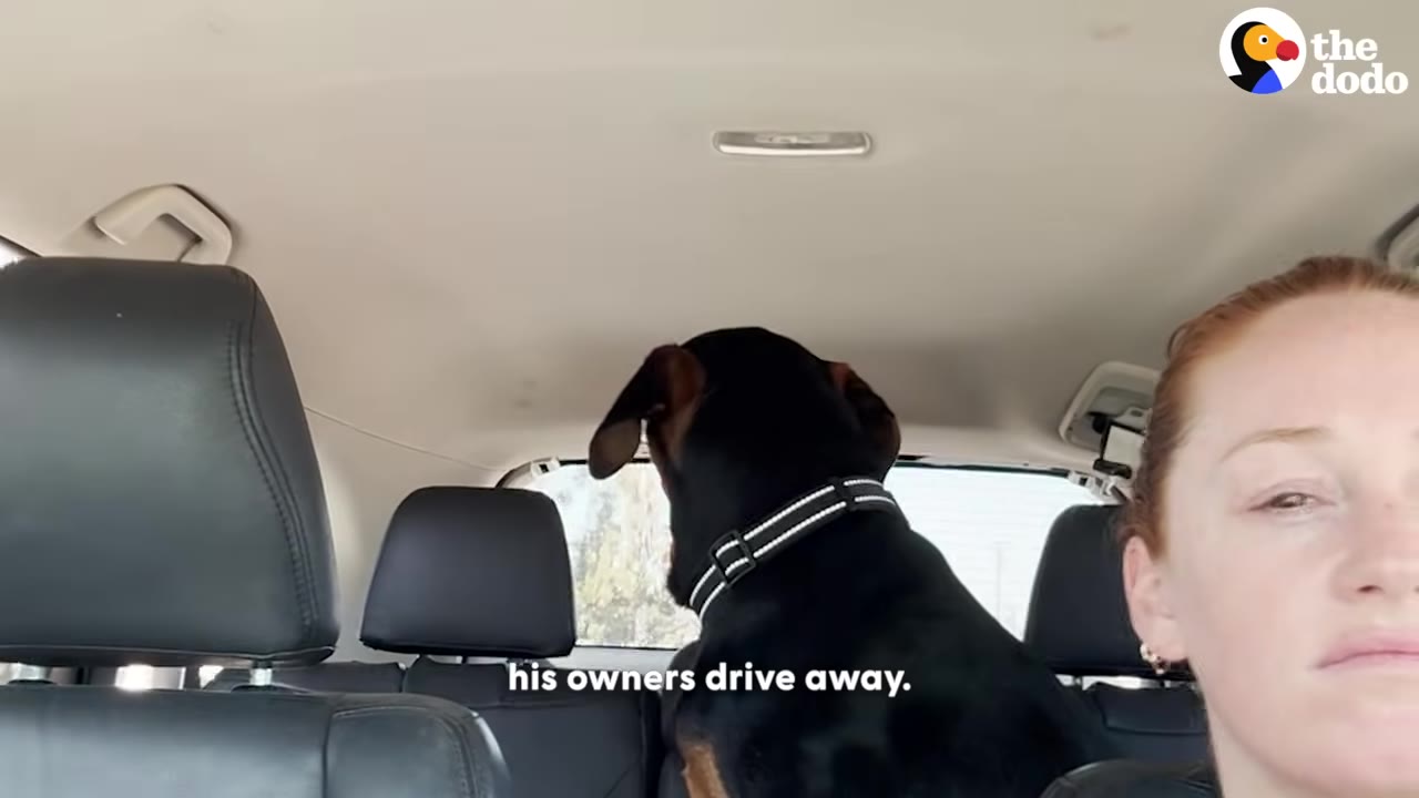 A black and tan dog sits in the back seat of a car looking out the rear window, while a woman with a sad expression is visible in the foreground.