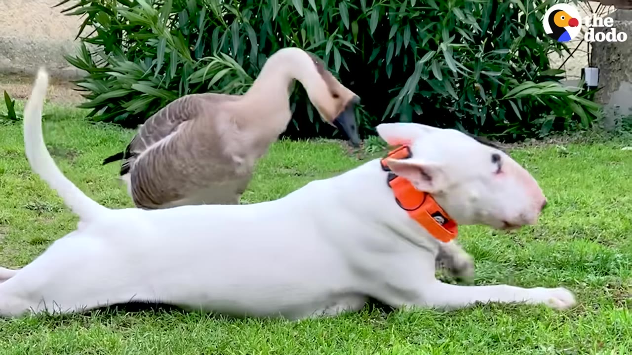 A white bull terrier dog lying on the grass next to a brown and white goose.
