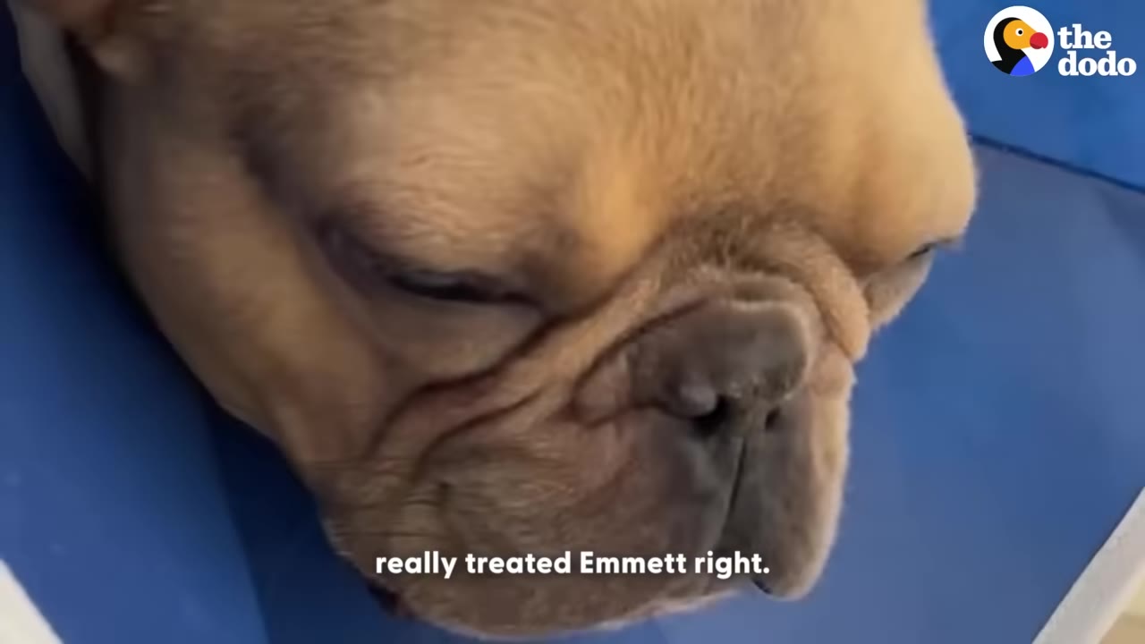 A close-up of a tan French bulldog named Emmett wearing a blue veterinary cone, looking down with a somber expression.