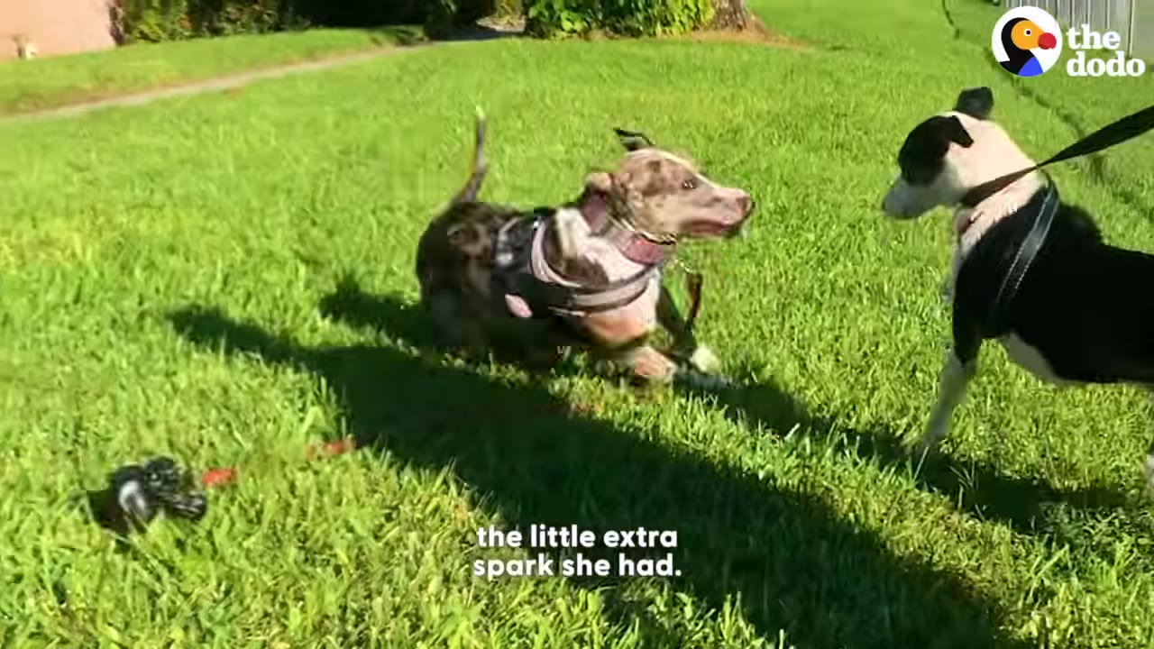 A brindle dog wearing a harness playfully bounds across a green grassy lawn towards a black and white dog on a leash.