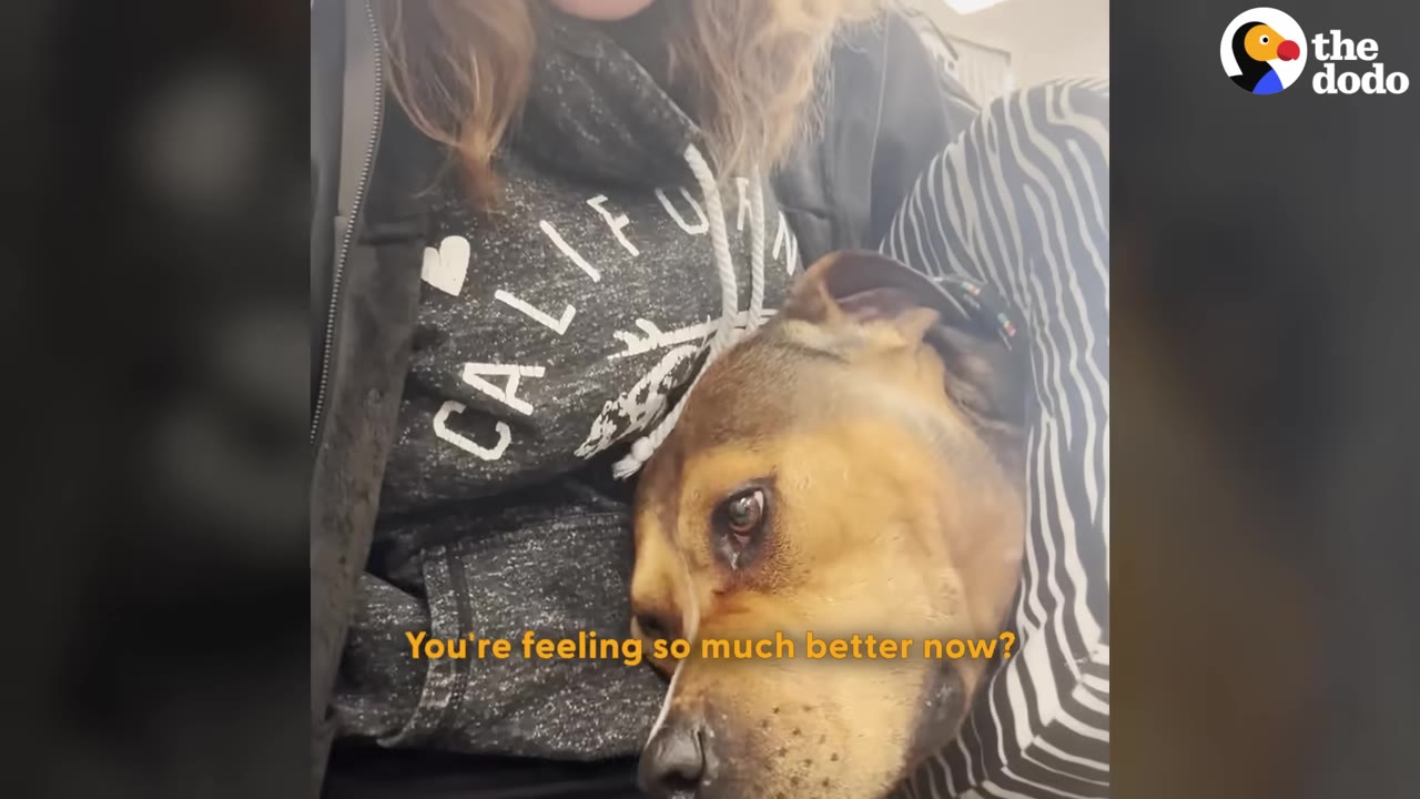 A brown and black dog rests its head gently against a person wearing a grey California sweatshirt.