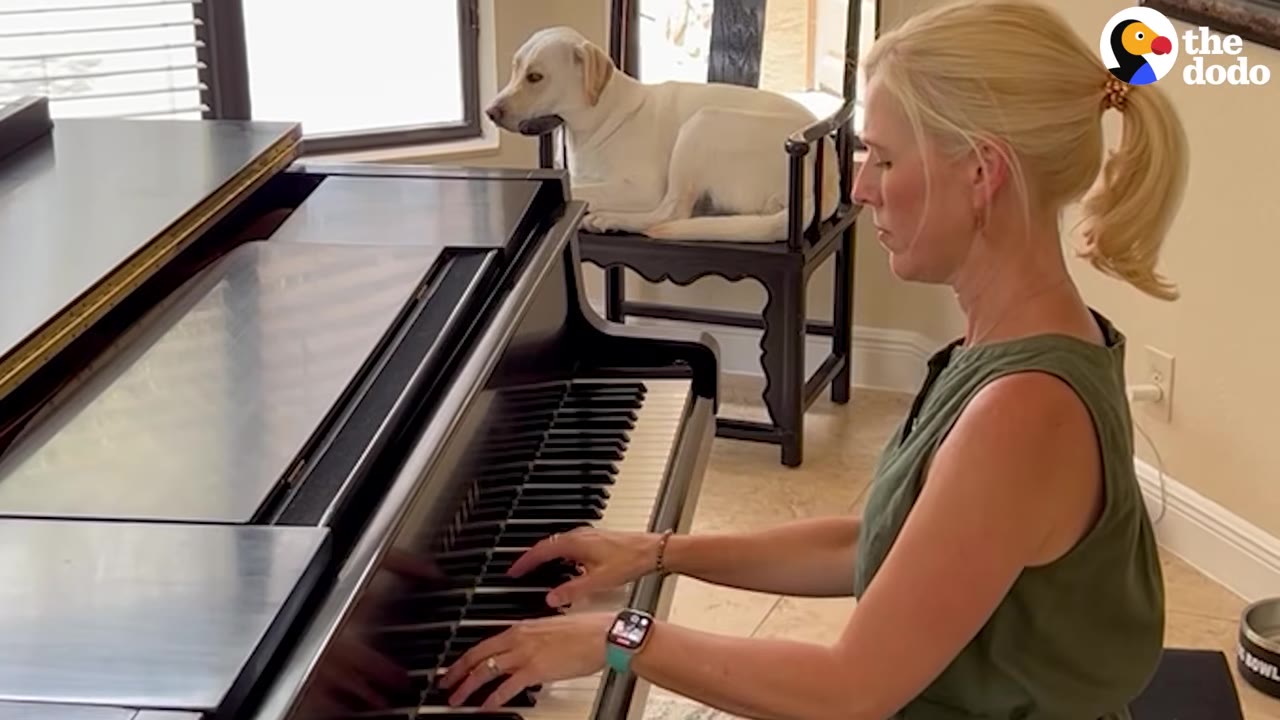 A blonde woman playing a black grand piano while a white dog rests on a chair in the background.