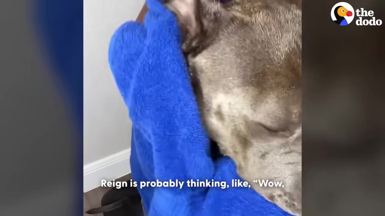 A close-up of a grey dog named Reign resting peacefully with eyes closed, wrapped snugly in a soft blue towel.