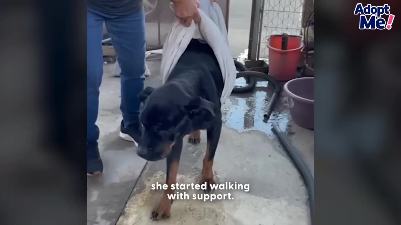 A black and tan dog being supported by a white towel sling under its belly as it takes steps on a concrete surface.