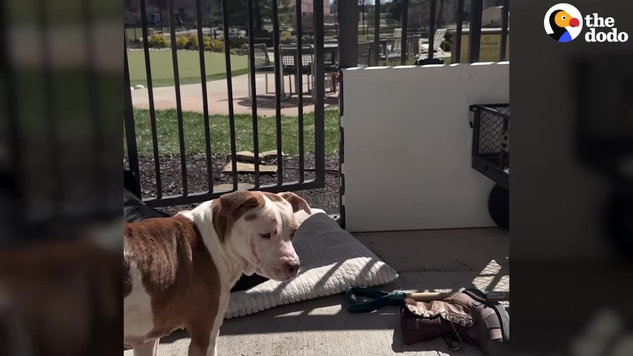 A brown and white dog stands on a sunny patio, looking curiously to the side near a dog bed.