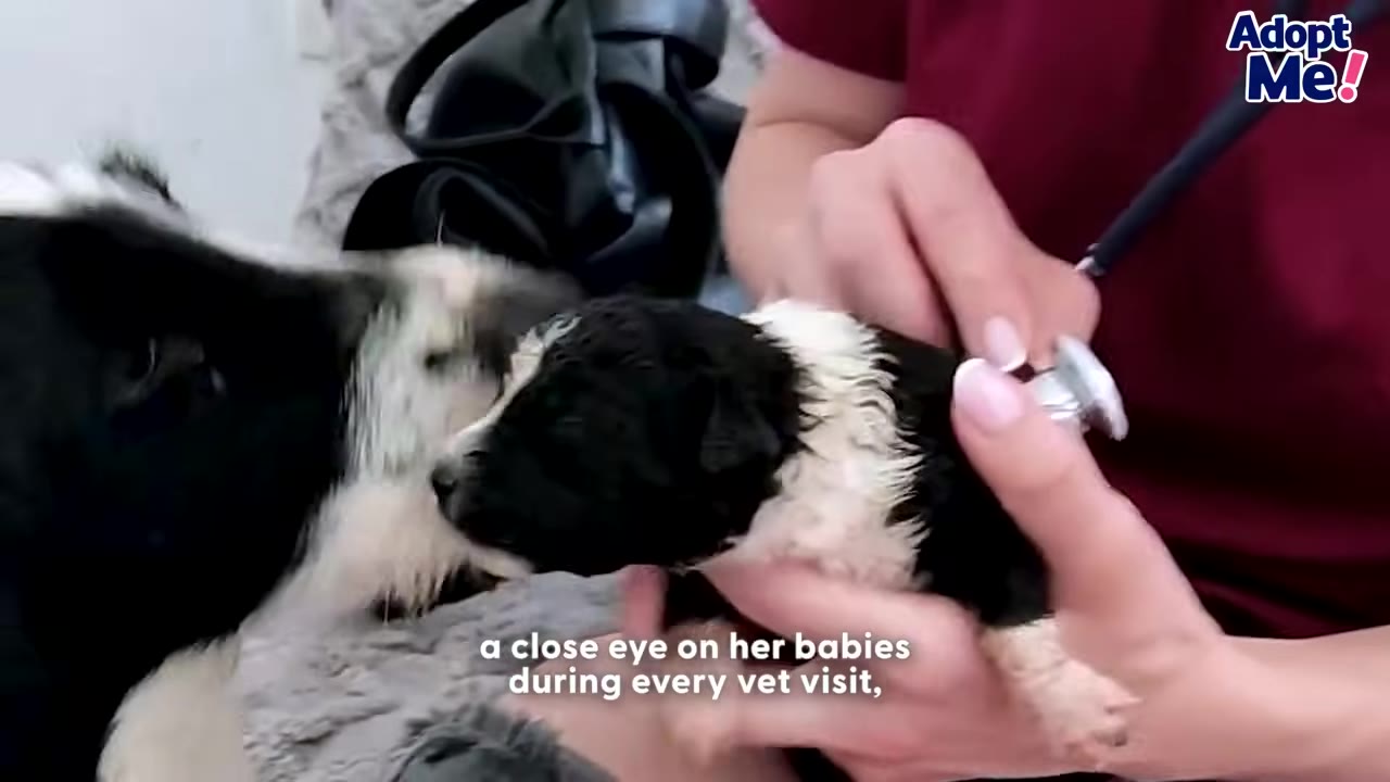 A black and white mother dog watches closely as a veterinarian uses a stethoscope to examine her small black and white puppy.