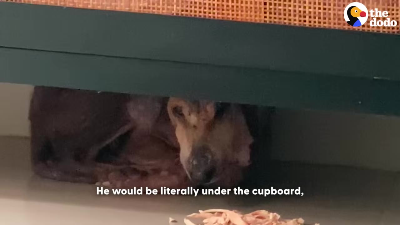A scared, brown dog curls up tightly under a dark green cupboard, looking out cautiously with some shredded food on the floor in front of him.