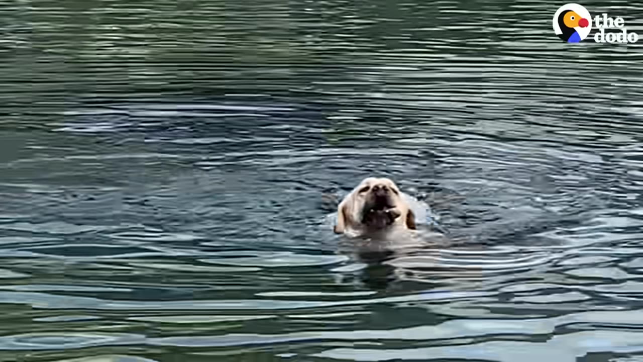 A light-colored dog swims in rippling water while holding an object in its mouth.