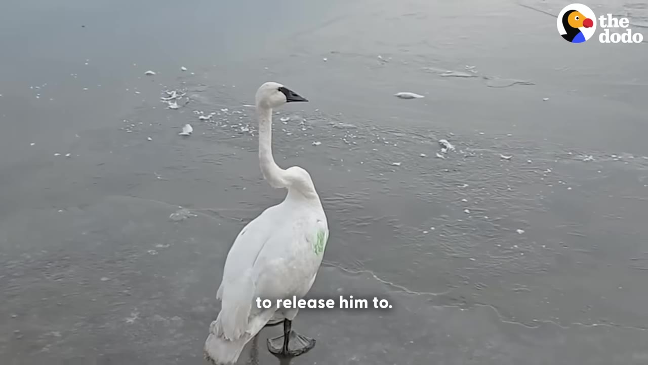 A single white swan stands alone on a patch of ice, looking out over the cold water.