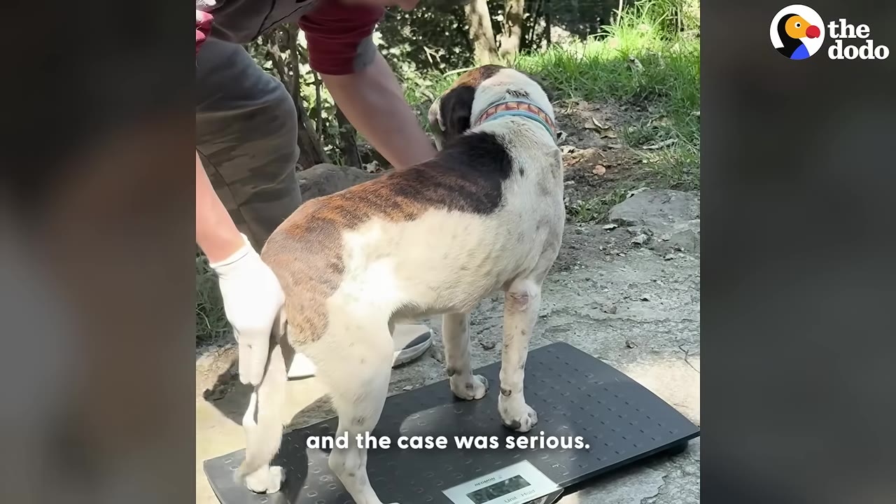A brown and white dog stands on a digital scale outdoors while a person wearing a white medical glove gently holds its tail.
