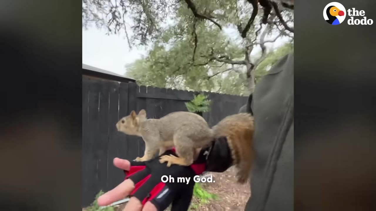 A squirrel stands on a person's gloved hand in a backyard with trees and a fence in the background.