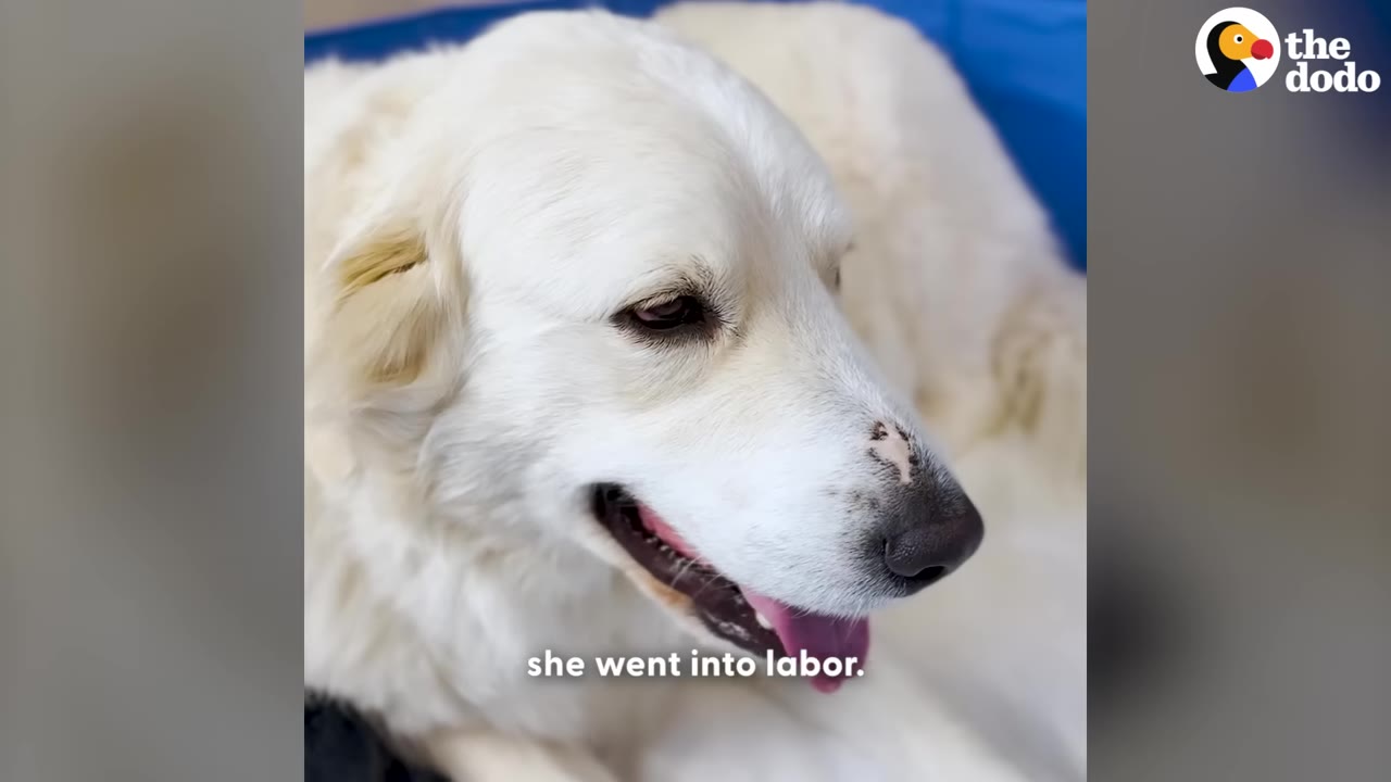 A close-up of a white dog lying down inside a blue plastic whelping pool with text overlay reading 'she went into labor.'