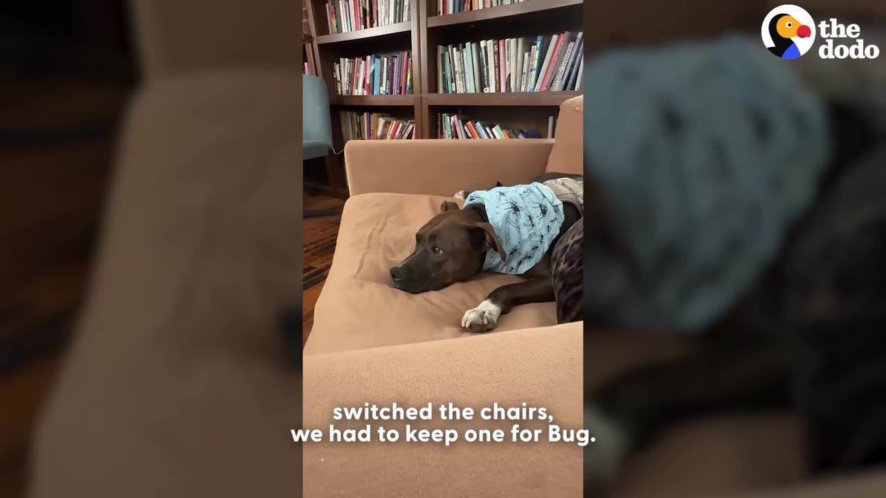 A brown dog wearing a blue patterned bandana lies comfortably on a tan couch in front of a bookshelf.