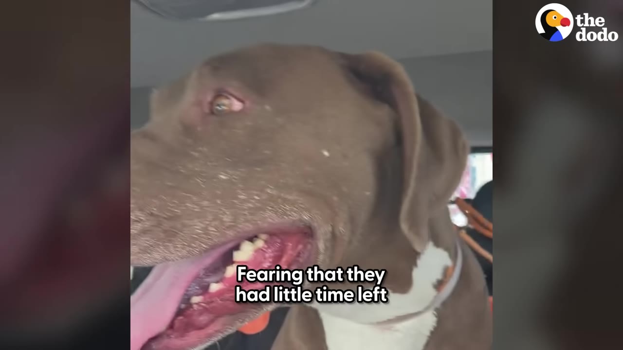 A close-up of a brown and white dog panting happily inside a car.
