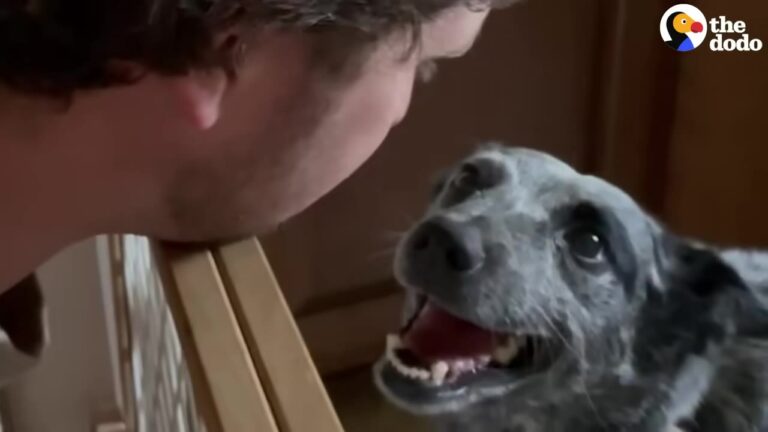 California Dog Goes Suddenly Paralyzed Until A Dedicated Family Fights For Her First Steps
