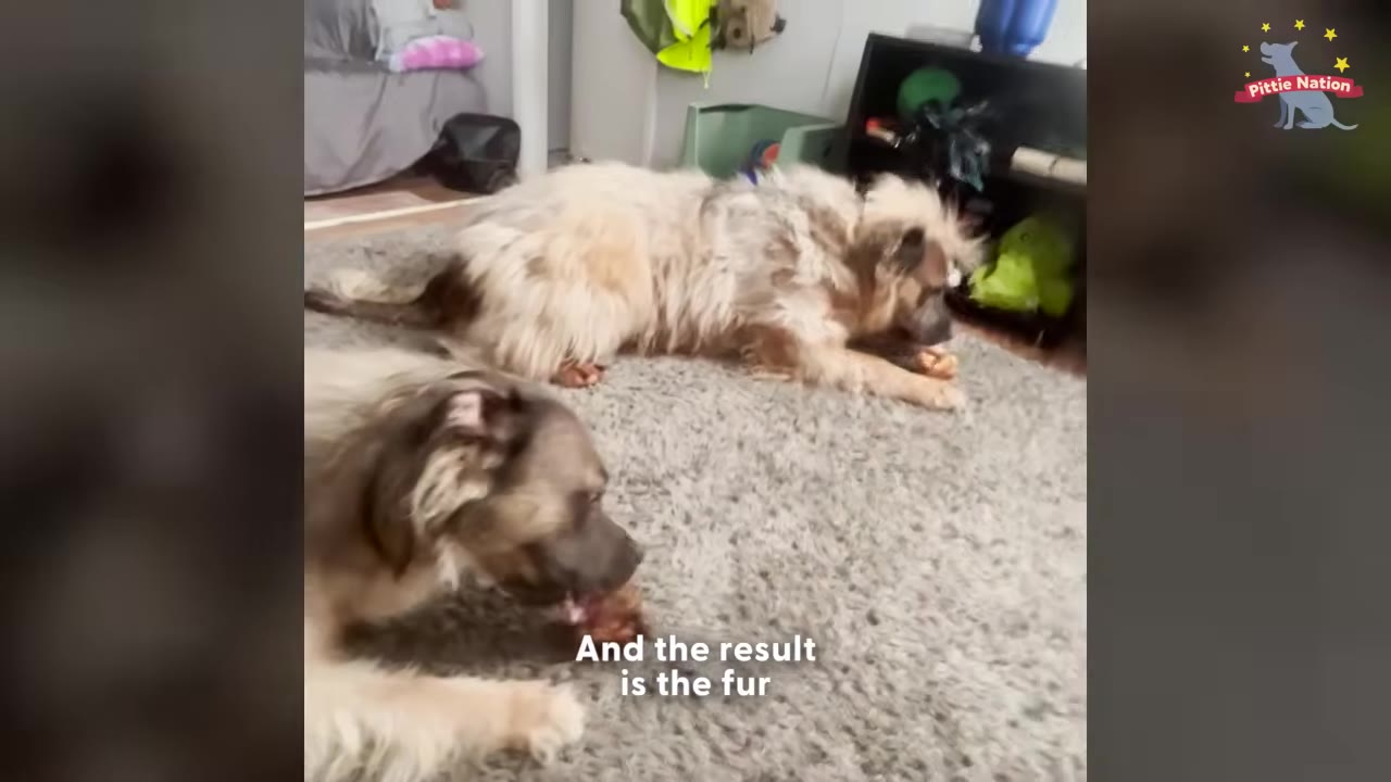 Two long-haired dogs with fluffy, light-colored coats lie on a grey rug.