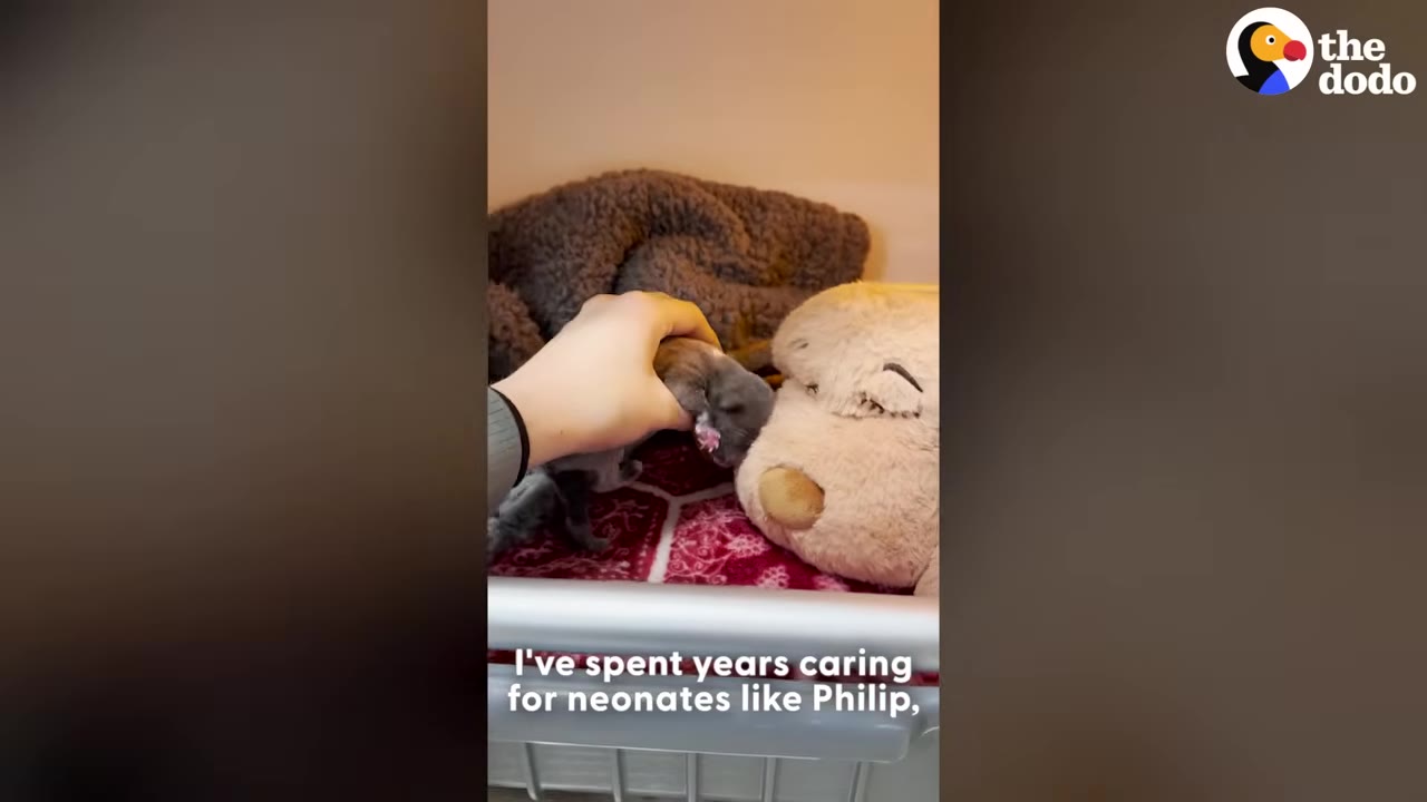 A hand gently pets a tiny, newborn grey puppy resting next to a plush dog toy on a red patterned blanket.