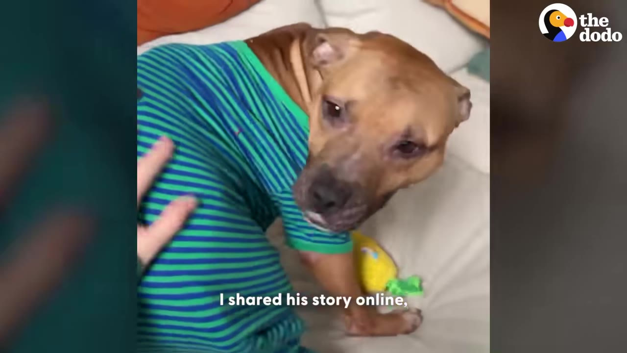 A brown dog wearing a green and blue striped shirt looks up at the camera while lying on a white couch.