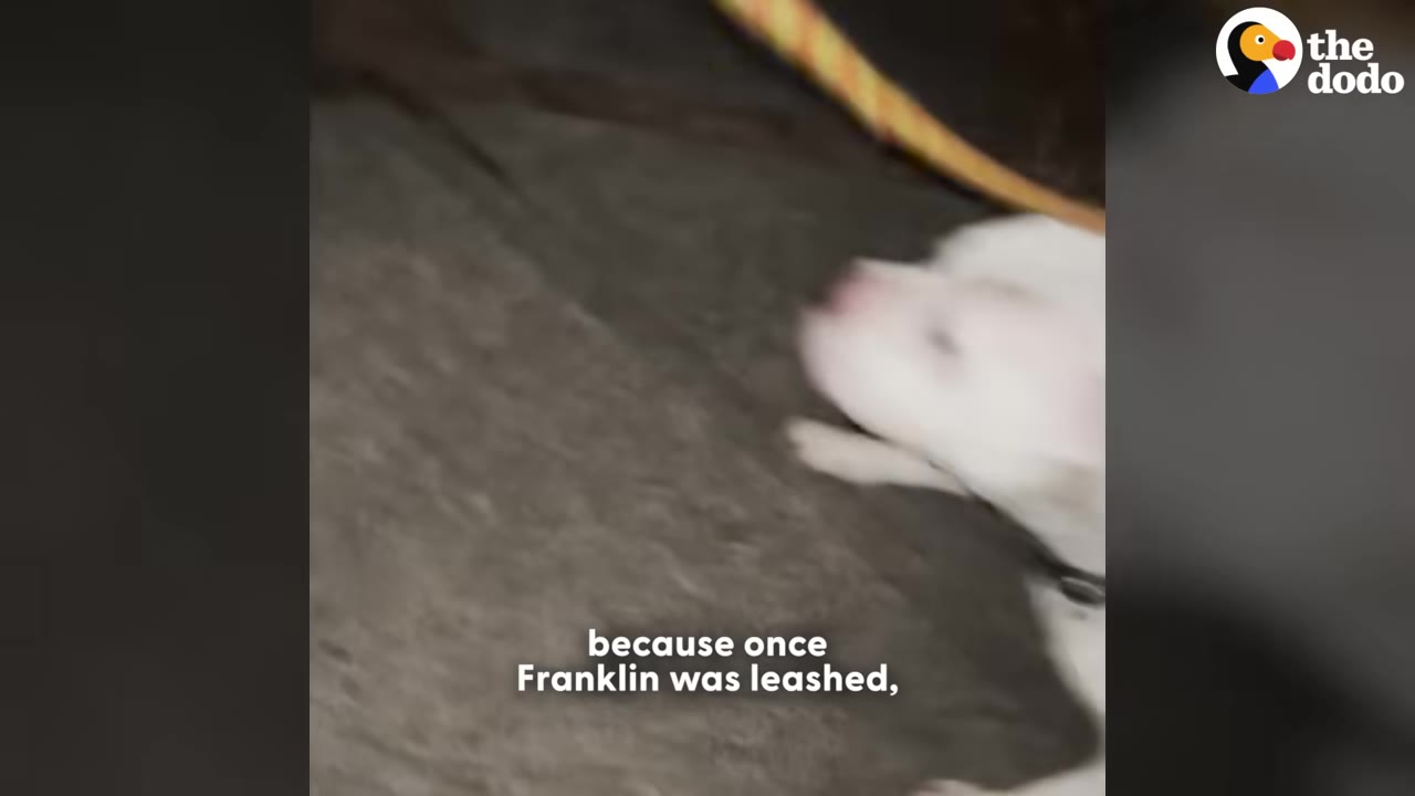 A close-up shot of a white dog named Franklin being secured with a leash.
