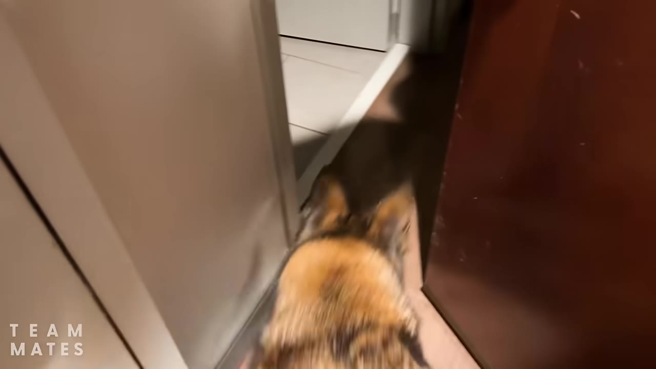 A dog seen from behind walking through a doorway into a hotel room.