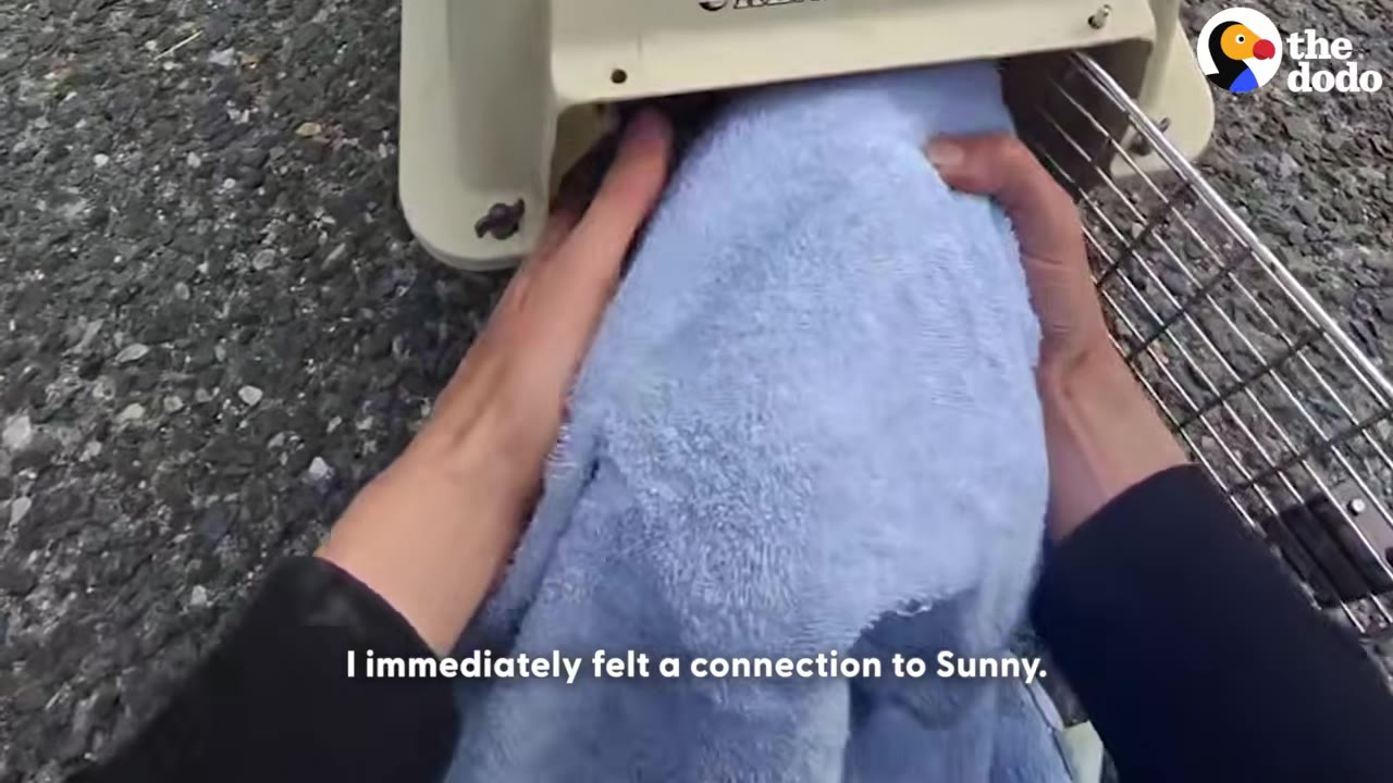 A first-person view of a rescuer's hands gently holding a blue towel wrapped around an animal inside a pet carrier, with the subtitle 'I immediately felt a connection to Sunny.'