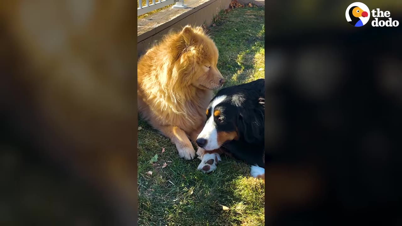 A fluffy golden Chow Chow dog and a black, white, and tan Bernese Mountain Dog lying close together on the grass.