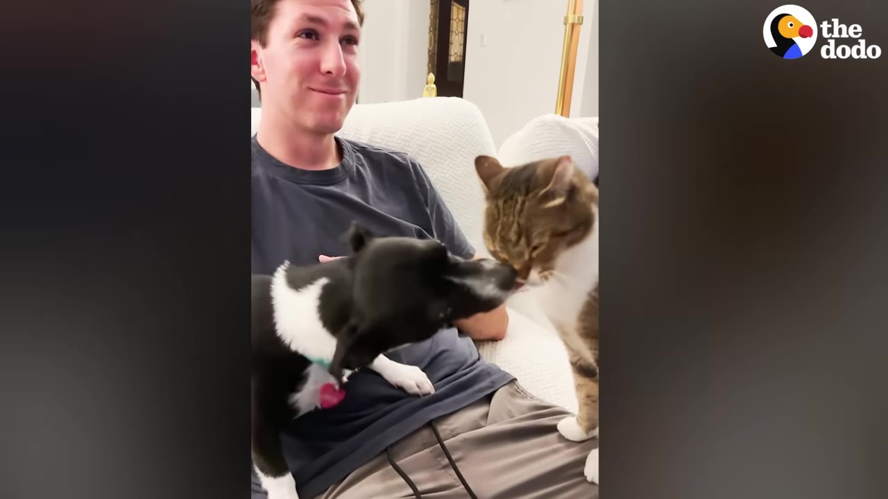 A brown and white cat leans in to lick the face of a black and white dog sitting on a man's lap on a couch.