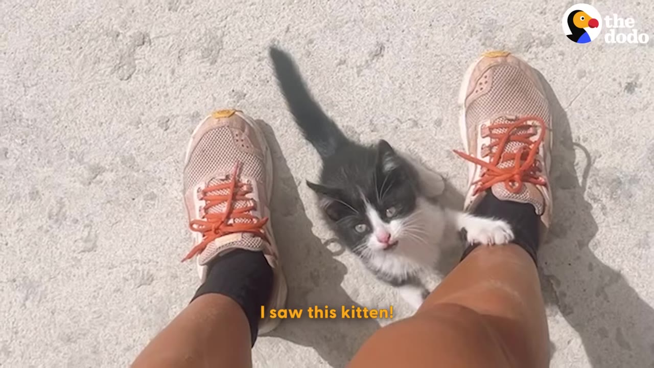 A first-person perspective looking down at a tiny black and white kitten standing between a person's feet in pink running shoes.