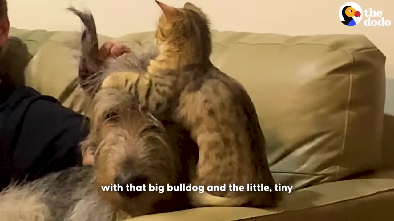 A small tabby cat sits on top of a large, shaggy brown dog's head as they rest together on a tan couch.