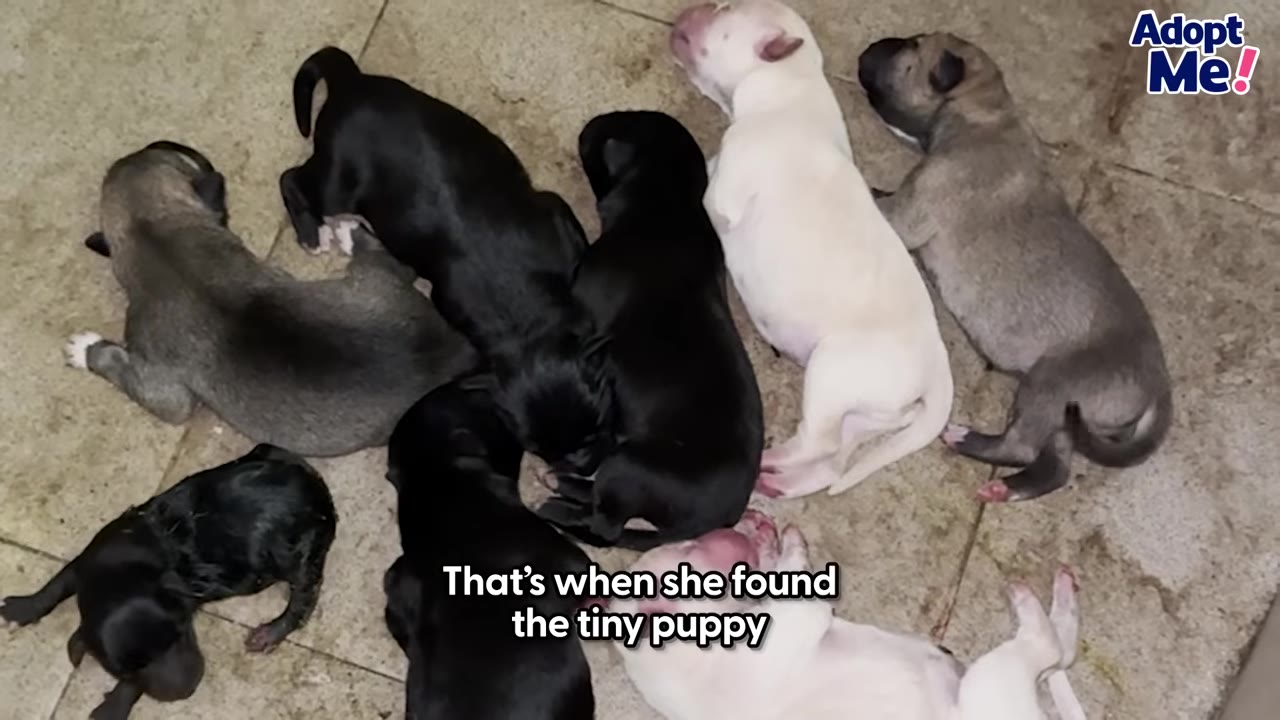 A group of newborn puppies of various colors, including black, white, and grey, lying together on a tiled floor.