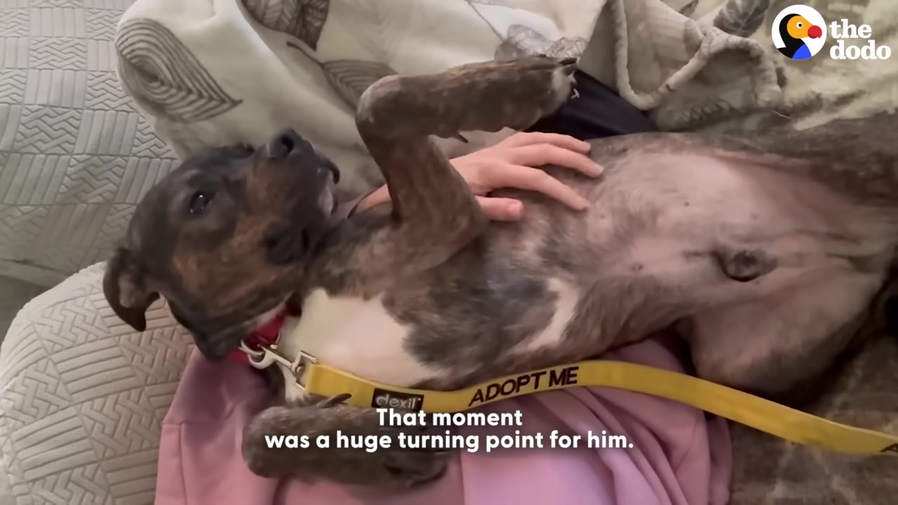 A brindle dog lies on its back on a person's lap on a couch, looking up while being gently petted on its chest.