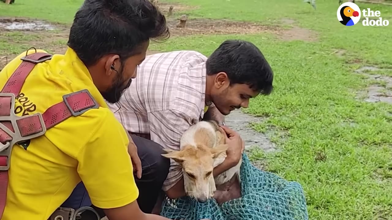 Two men on a grassy field tending to a light brown and white dog that has just been rescued.