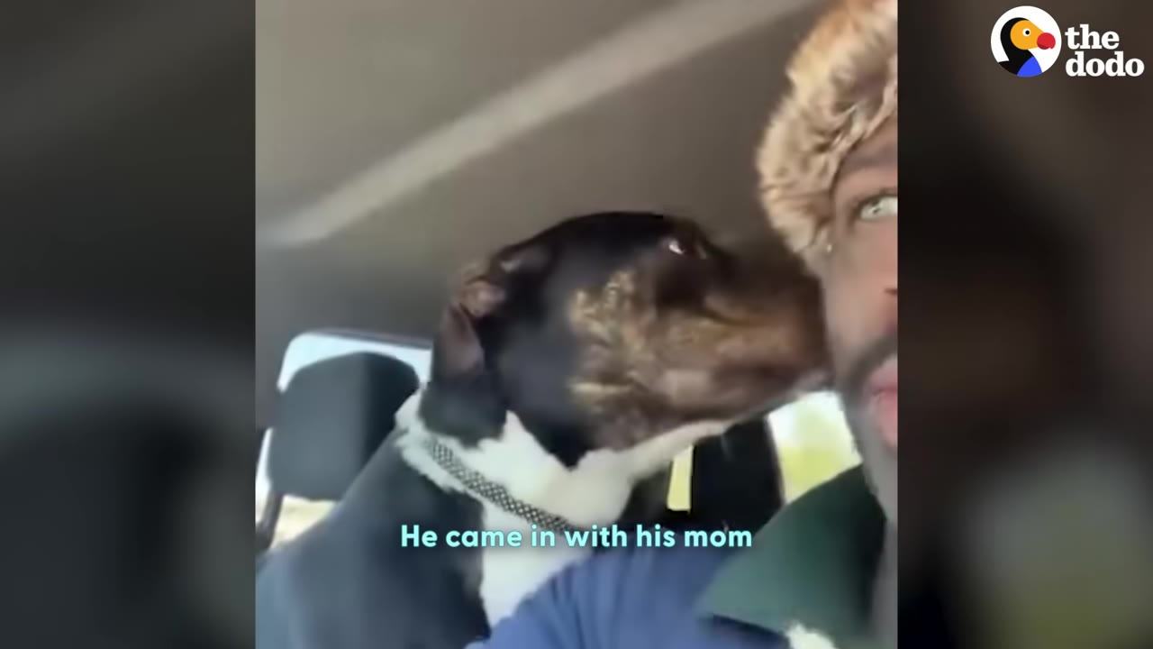 A black and white dog in the back seat of a car leaning forward to lick the cheek of a man wearing a furry hat.