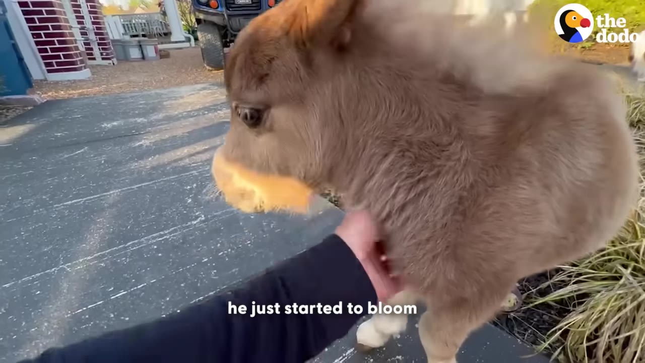 A close-up shot of a small, fluffy brown miniature horse being gently petted under the chin by a person's hand.