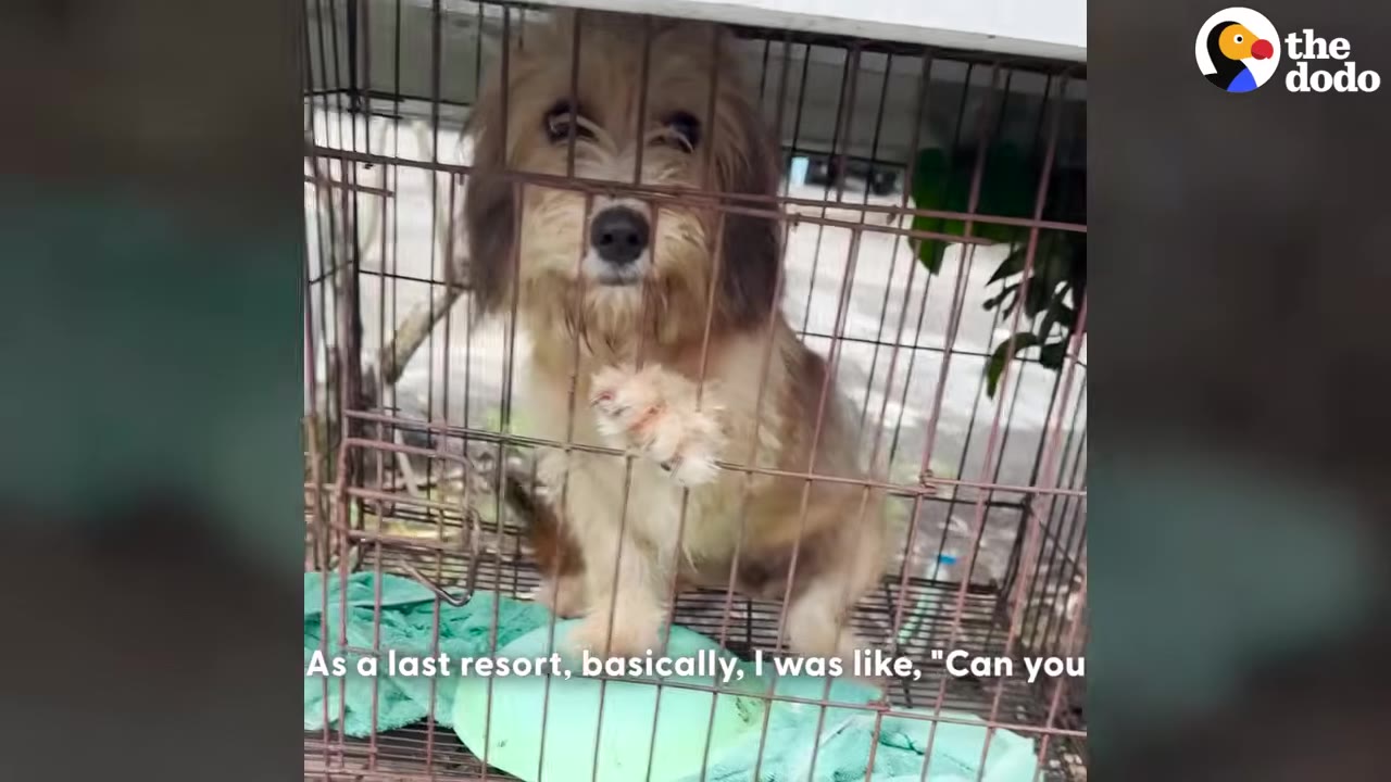 A small, scruffy brown and white dog looks out from inside a wire cage, resting its paw on the bars.