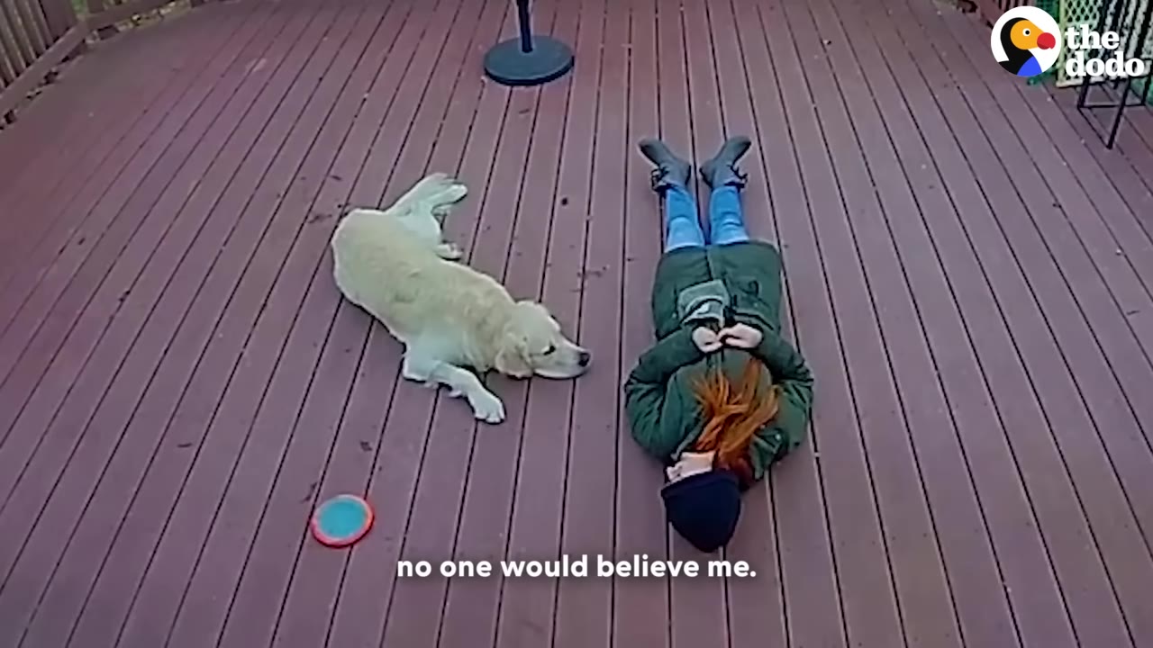 An overhead security camera view of a woman lying flat on her back on a wooden deck next to a golden retriever.