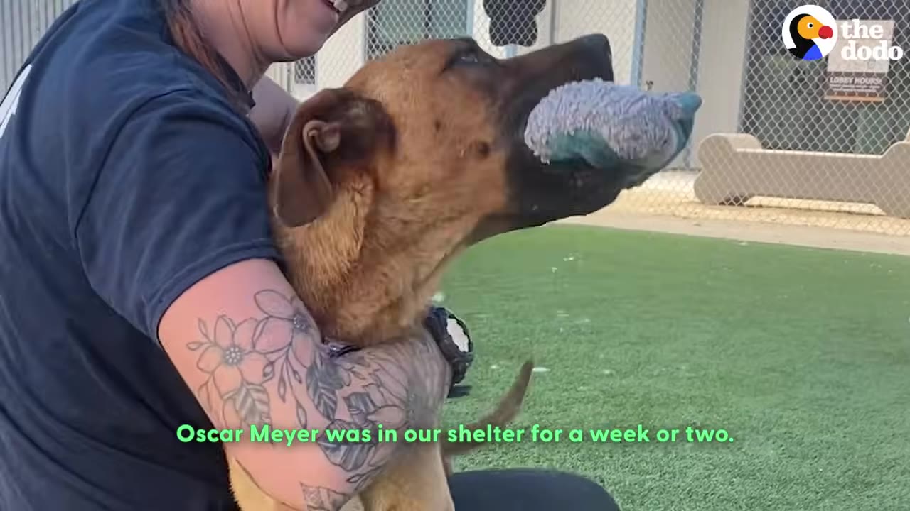 A shelter staff member with a floral tattoo on her arm lovingly hugs a brown dog named Oscar Meyer, who is holding a blue toy in his mouth.