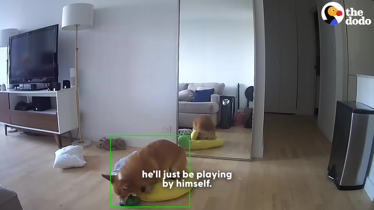 A wide-angle security camera view of a living room where a corgi is playing with a toy on a yellow banana-shaped pet bed.