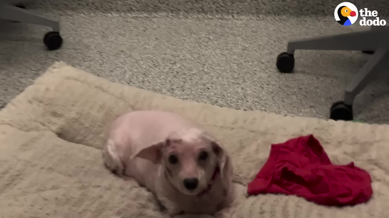 A small, light-colored dog with short hair lies on a plush beige dog bed on a clinic floor, looking directly at the camera.
