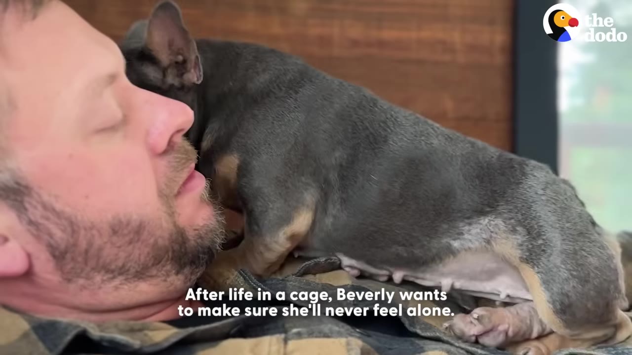 A small grey and tan French bulldog lies on the chest of a man who is lying down, snuggling close to his face.