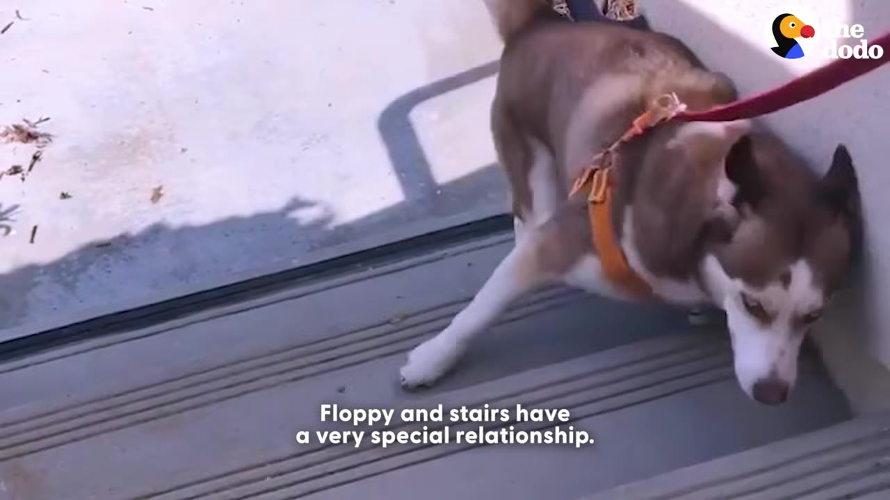 A brown and white husky named Floppy wearing an orange harness and red leash, carefully stepping down a set of outdoor stairs.
