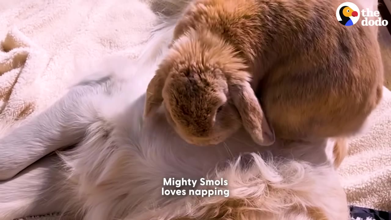 A fluffy brown lop-eared rabbit rests on top of a sleeping golden retriever's white fur.