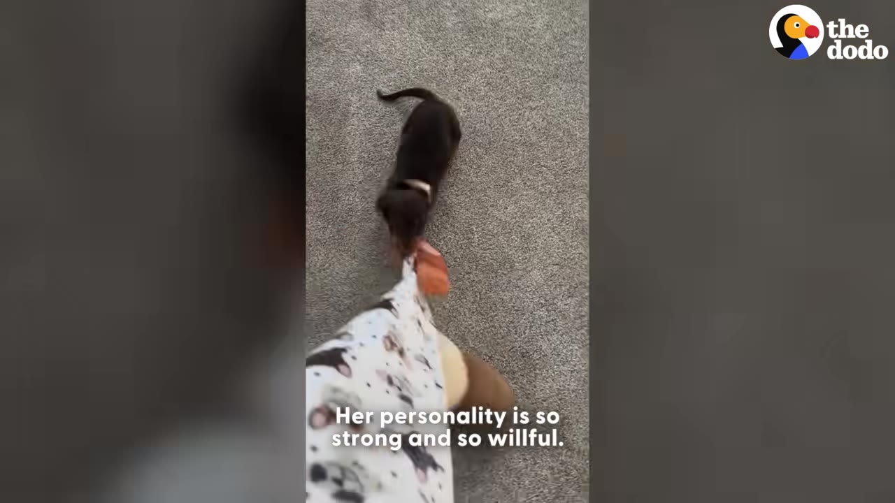 A high-angle shot of a small brown dachshund puppy playfully tugging on the hem of a person's patterned pajama pants on a grey carpet.